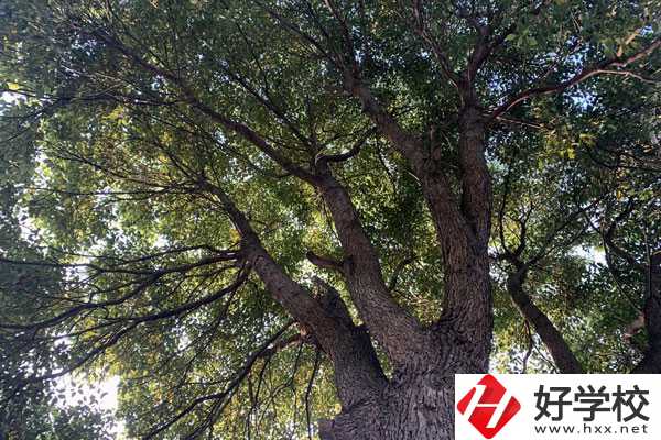 湖南省商業(yè)職業(yè)中專學(xué)校在哪里？升學(xué)就業(yè)怎么樣？