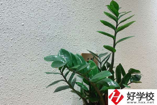 安鄉(xiāng)縣職業(yè)中專學(xué)校有哪些專業(yè)?如何收費？