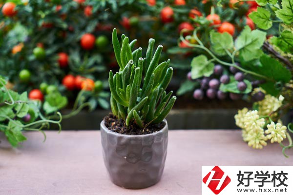 長沙市醫(yī)藥中專學(xué)校有哪些熱門專業(yè)？