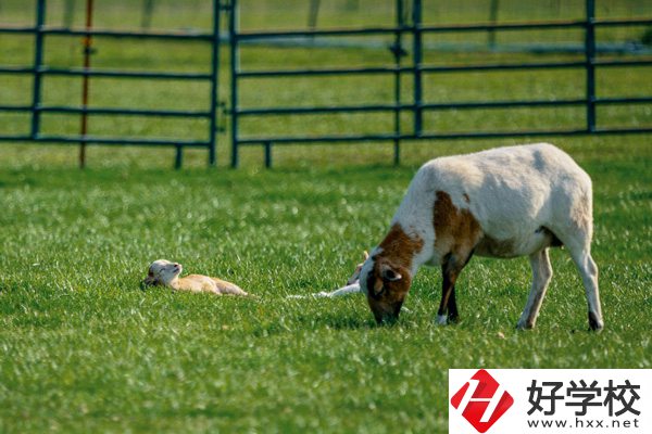 張家界旅游學(xué)校的優(yōu)勢(shì)在哪里？